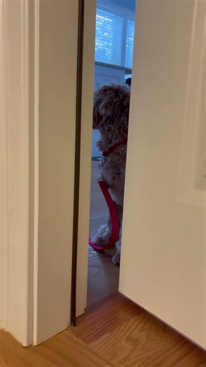 Cavapoo Puppy EP67: let me go out! 🥰🤣😬🐶😂 #puppy #cuteanimal #cutepet