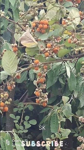 The Golden Raspberry Flavor Experience