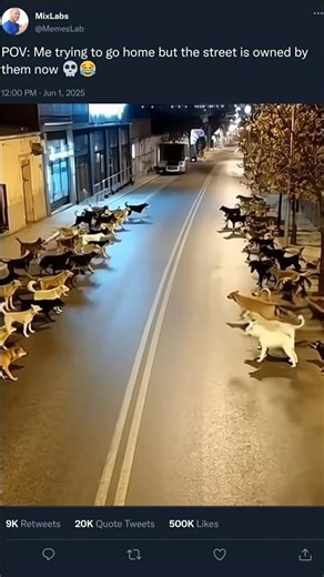 Dogs at 3AM #funny #shorts