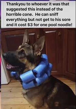 DIY dog cone