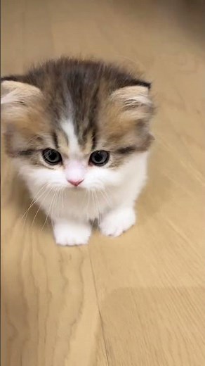 Cute baby kitten moments ! 🐾 #catvideos #pets #cutecat