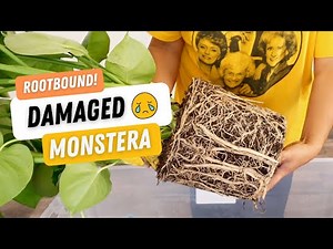 Dividing, Repotting & PROPAGATING Monstera Deliciosa