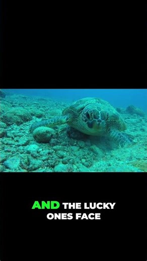 Why so many Sea Turtles Die. #animalfacts #seaturtles #shorts