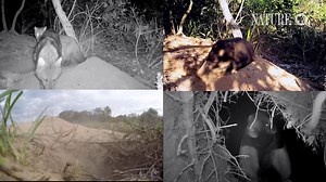 167K views · 807 reactions | The life of the Giant armadillo is largely unknown due to their highly secretive nature...until now. #HotelArmadilloPBS | Nature | PBS | Facebook