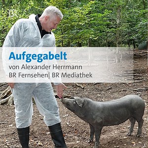 Fränggische Brodwöschd - von ganz besonderen Schweinen - gibt es diesmal bei "Aufgegabelt" von Alexander Herrmann. 🐷 Natürlich nicht nackert auf dem Teller, sondern mit Meerrettich-Zwiebeln und Petersilien-Apfel-Sud sowie einem Tomaten-Auberginen-Brot-Salat. 😋 Schaut das Video bis zum Ende an, denn da bittet der Starkoch um eure Tipps für seine nächsten Ziele! 🙏 ▶️ Die ganze Folge vorab in der BR Mediathek anschauen: https://www.br.de/mediathek/video/aufgegabelt-von-alexander-herrmann-koch-do