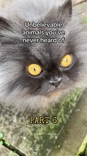 Stay safe out there 😸