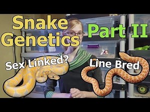 Genetics Part 2: Sex-Linked and Line Bred Traits