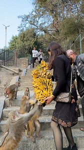 A kind-hearted woman, glowing with happiness, fed a bunch of monkeys delicious bananas | Feeding Animal - FAF