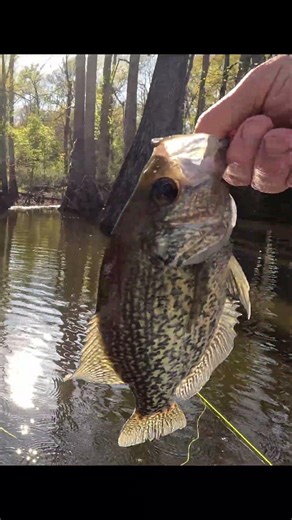 Another Nice Crappie - Spring Crappie Fishing