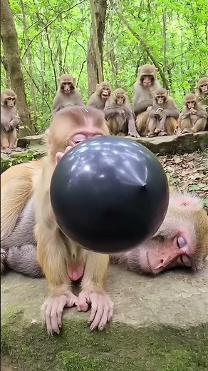 Baby monkey inflates balloon too much… the EXPLOSION sends mom flying 😂💥