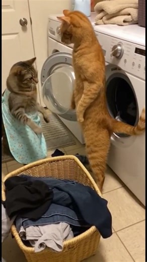 Cat Wife Doing Laundry - Husband Brings More Clothes! 👗🐱👔😾