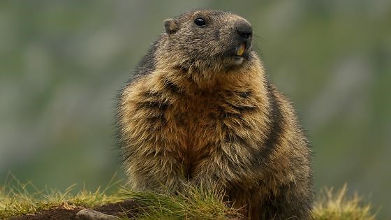 Rencontres authentiques avec des animaux sauvages