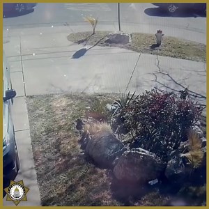 Sacramento County Sheriff’s Office on Reels