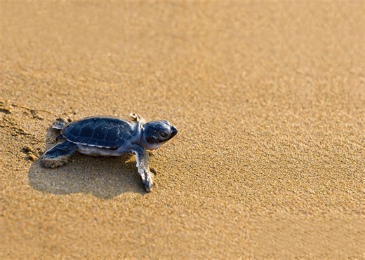 Baby turtles filmed performing (a very cute) dance when they're excited for food | BBC Science Focus Magazine