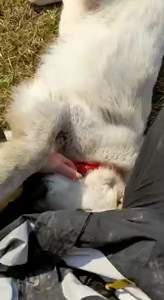 Dog who spent most of his life in the streets, fighting for food and for survival, finally got a chance to feel loved. Thanks to @NIRINA - Dog Shelter in Tuzla (Bosnia and Herzegovina) | Dogs cats and other pets