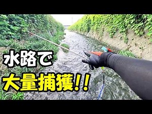 Catch a ton of eels! [Eel Hole Fishing]
