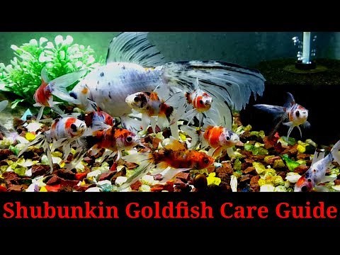 Shubunkin Goldfish Care Guide