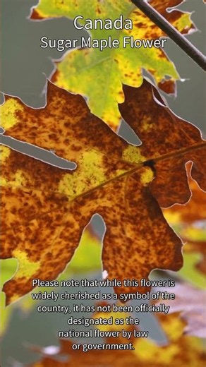 National Flower of Canada - Sugar Maple Flower