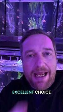 3 Best Algae Eaters for Your Aquarium! 🌿🐟