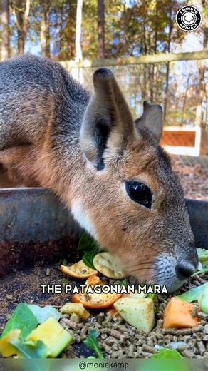 Patagonian Mara 🐾 The Rabbit That Isn’t a Rabbit! This long-legged rodent sprints like a deer and sits like a kangaroo. It bonds for life and explores the plains in pairs. You won’t believe how fast this strange creature can run! #wildlife #nature #animalfacts #animalvideos | 1 Minute Animals