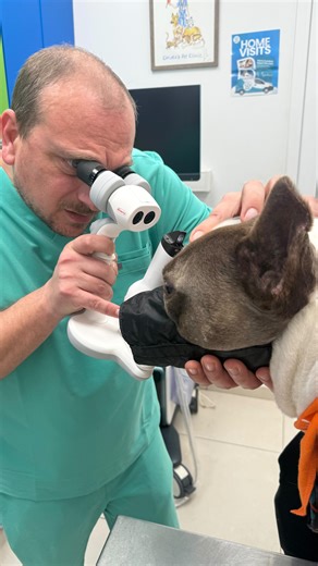 Harlem Needs a Home ‼️ Harlem came into our care recently from Animal Welfare and we quickly noticed that he was struggling to see. While walking, might bump in things if not guided and during playtime he would step on his toy without noticing it. We acted immediately and booked him with an eye specialist vet at Christa Vet Clinic. Sadly, the results confirmed that Harlem is blind due to a genetic condition caused by poor breeding . Unfortunately, lack of enforcement against backyard breeding in