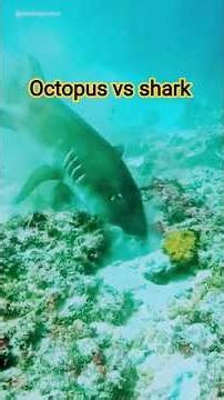 Octopus vs shark Fighting scene #shorts #viral #trending