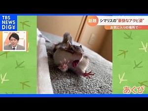 何をしても可愛い…シマリスの“豪快アクビ姿”【Nスタ】｜TBS NEWS DIG