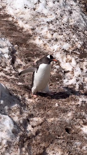 Exploring the Slippery Penguin Highway in Antarctica