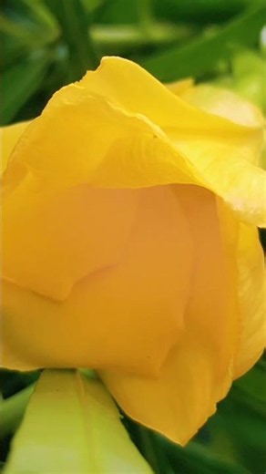 Bud🌱. Bloom🏵. Fruit🍏#shorts #nature #YellowOleander