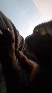 Our little Charlotte 'making biscuits,' but why do cat's do this. Cat's express themselves in a variety of exceptional ways. One of their ways of expression is kneading, or “making biscuits”. This is when a cat uses their paws to press into and “knead” various surfaces or objects. You may have seen how your cat becomes relaxed when they are making biscuits. Sometimes cats will become so adorably enthusiastic when they are kneading. You can often tell by the expression of sheer pleasure on their 