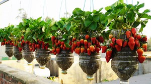 1M views · 8.4K reactions | Growing Beautiful Hanging Strawberry Gardens | H&H Gardening Secrets | Facebook