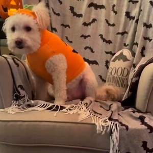 Have a costume for your furry friend?! 🎃🐶👻 Enter them into our Halloween Costume Contest, featuring three categories: Cutest, Scariest, and Funniest! 🐈🕸 For details on how to enter, click HERE 👉 https://bit.ly/3BYcoHC Good Luck! | The Pet Collective