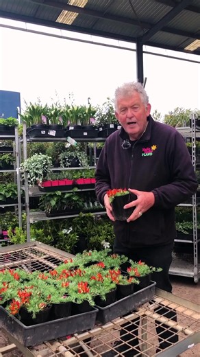 Highlight the exquisite Red Flash Lotus in your garden - a flower of striking beauty. Elevate your floral display with this vibrant and captivating botanical gem.💎😍 ❤️Click here now to get your🌺 https://www.thetutuguru.com.au/shop/lotus-red-flash/ #hellohelloplants #camelliaplant #flowers #flowerlovers | Hello Hello Plants & Garden Supplies