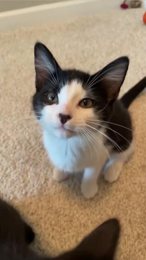 Hungry Cat Saying Yeah Compilation | Funny Cat Videos