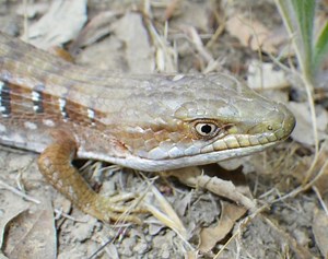 Anguidae - Alchetron, The Free Social Encyclopedia