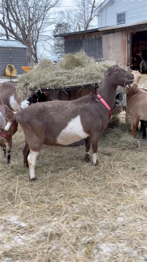 What’s going through my head when I’m taking pictures and videos of our girls 😂💖 Also ignore my extremely ugly barns/house/creamery I literally hate it here and am extra embarrassed by it lately 🙃 repeating ✨ you don’t need a pretty barn to make pretty goats ✨ to myself a lot lately | Full Moon Farm