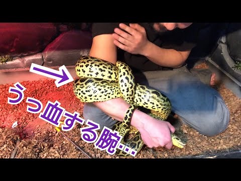 アノ暴君アナコンダ！脱皮チェックのために嫌々ハンドリングした結果…
