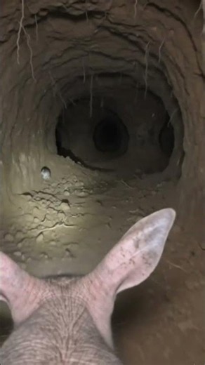 CreatureCam: Inside an Aardvark Burrow (Real POV). #CreatureCam #Aardvark #AnimalPOV