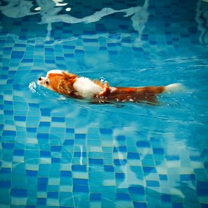 (To the tune of Eleanor Rigby) 🎵"Dog in a swim class Paddles around with his paws Looking so full of joy Splish-splash, good boy!" 🎵 https://gr.pn/2UStbZO | Groupon
