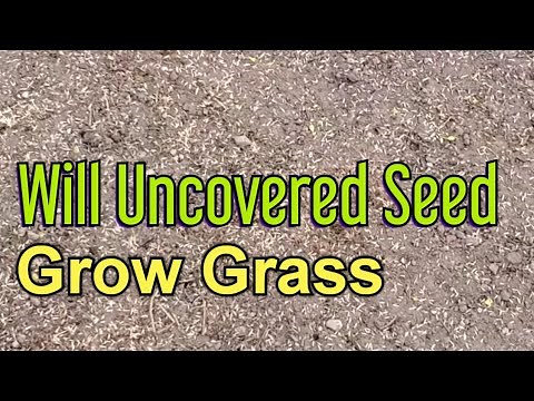 Can You Grow Grass Without Covering The Seed