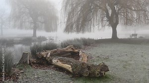Log fallen next to pond left to decay