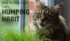 Why Is My Neutered Male Cat Humping and How Do I Stop It?