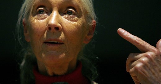 Jane Goodall’s life remembered at Washington National Cathedral