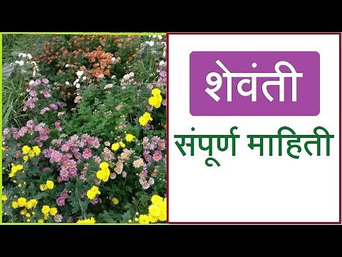 Shevanti | gulchadi plant care | शेवंती | Shewanti chi lagwad | Chrysanthemum Plantation, growing
