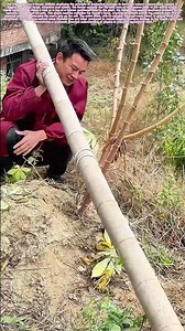 Leveraging Nature's Power: The Bamboo Pole That Uproots a Cassava Tree