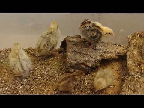 Life cycle of a quail