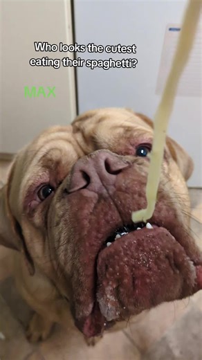 Cutest Dogs Enjoying Spaghetti: MAX, ROXY, and BLEU