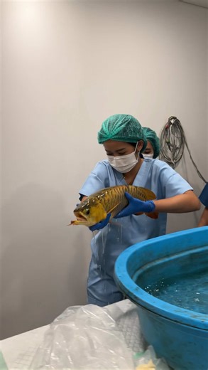 Endoskopi Ikan Arwana: Kasus Benda Asing di Lambung