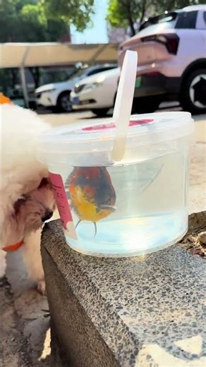 Bring your little dog to buy fish! Not far away, a small bucket can handle it! #goldfish #koi