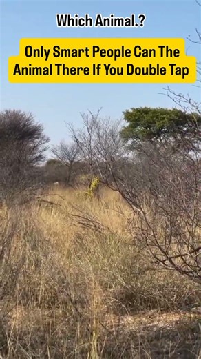 smart people tell me answer which animal #geniune #trending #animals #wildlife #wildanimals #nature
